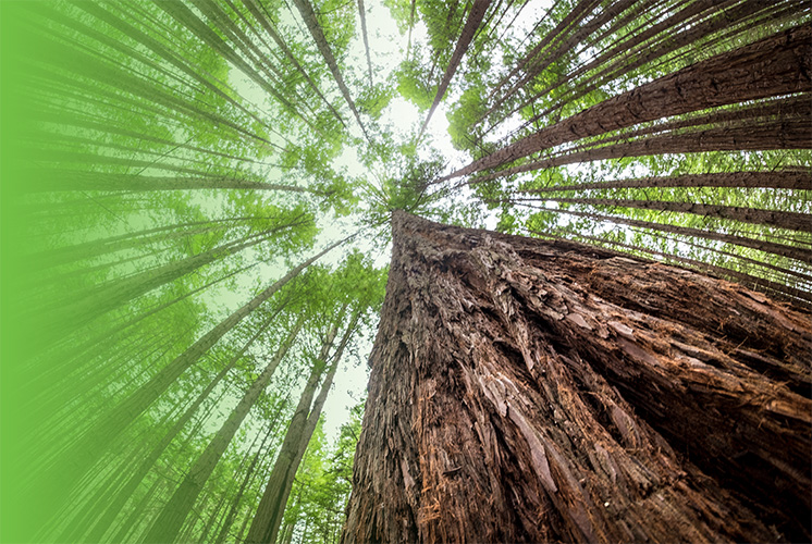 View of a tree from the ground up